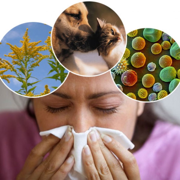 Лучшие очистители воздуха для аллергиков